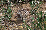 Spermophilus tridecemlineatus